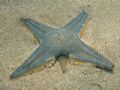 Astropecten jonstoni